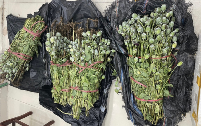 Thanh niên đang trên đường buôn 31kg cây thuốc phiện cho khách thì bị phát hiện Ảnh 2