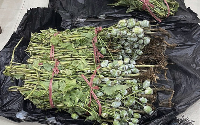 Ôm hơn 30kg cây thuốc phiện đi bán, thanh niên bị công an bắt ngay tại trận Ảnh 2