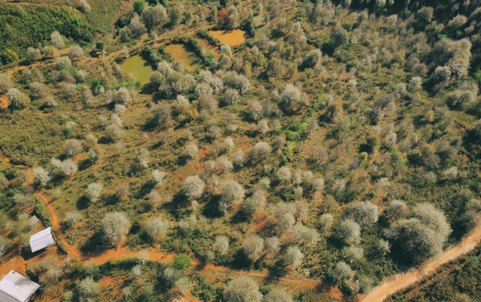 Quả có thể ăn hoặc dùng để ngâm rượu. Ảnh: Quang Kiên