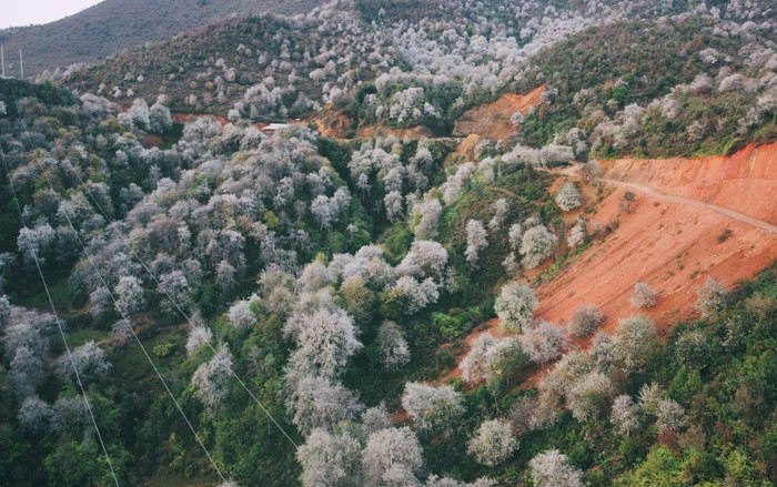 Hoa nở trắng xóa dọc theo các nẻo đồi. Ảnh: Quang Kiên