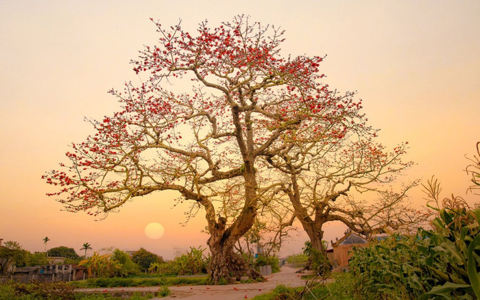 Thái Bình những ngày giữa tháng 3: Xốn xang nhành hoa gạo vào mùa trổ rực Ảnh 2