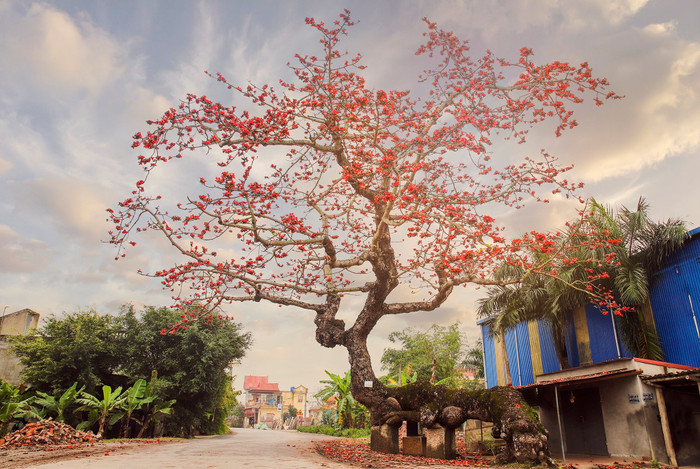Cây gạo cổ thụ này tọa lạc ngay cổng trường cấp 2 xã Thái Thịnh, huyện Thái Thụy, tỉnh thái bình. (Ảnh: Vũ Ngọc Thiện - Checkin Việt Nam) 