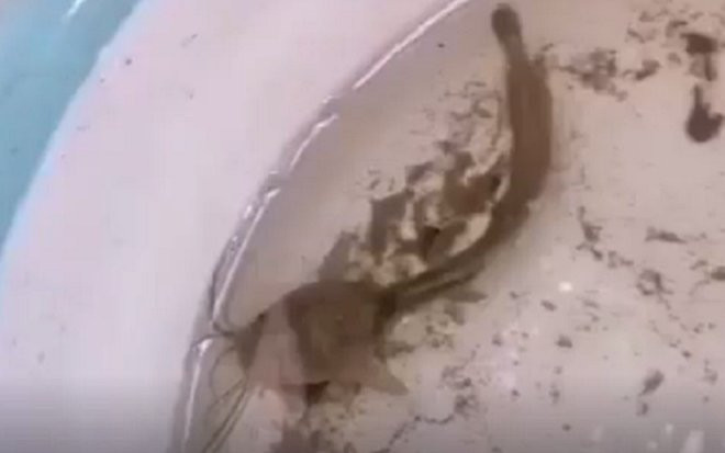 Một năm ròng quên không cho cá ăn, người đàn ông bất ngờ nhận được cái kết 'không tưởng' Ảnh 2