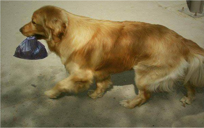 Chó cưng tha về một túi đen buộc kín, chủ nhân 'choáng váng' khi mở ra liền báo cảnh sát Ảnh 2