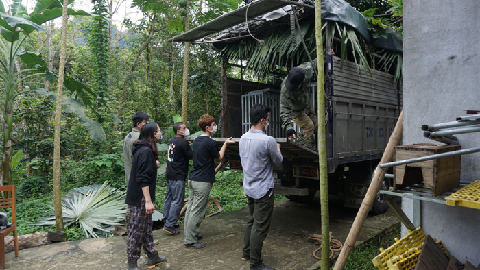 Các cá thể hổ sẽ được vận chuyển bằng xe tải chuyên dụng, mái che lợp lá cọ để chống nắng nóng, 2 bên có lỗ thông khí đảm bảo đủ thông thoáng, tránh gió lùa quá mạnh hoặc không đủ không khí thoáng mát cho hổ.