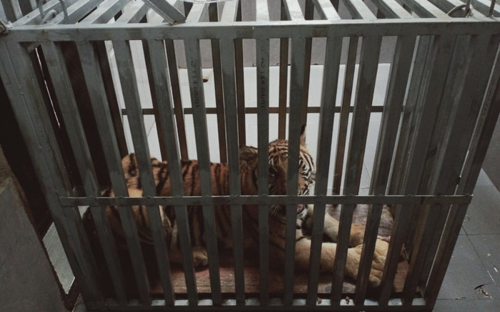 Cận cảnh quá trình bàn giao 7 cá thể hổ về Vườn Quốc gia Phong Nha - Kẻ Bàng Ảnh 2