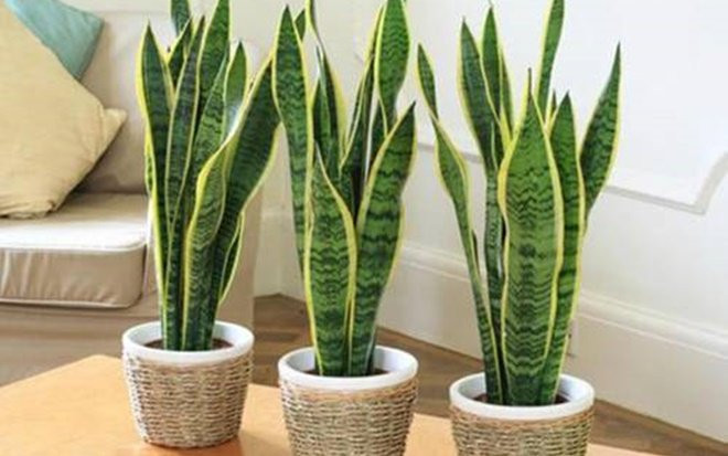 Những cây cảnh tương sinh cho tuổi Đinh Sửu (1997) giúp vận dữ hóa lành, mang lại tài lộc thịnh vượng Ảnh 2