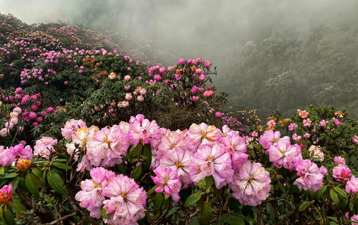 Hoa đỗ quyên khoe sắc rực rỡ tựa 'khu vườn cổ tích' trên đỉnh Putaleng Ảnh 3