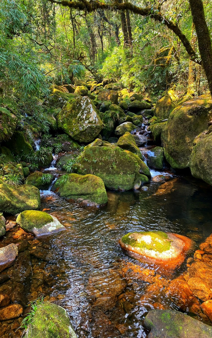 Hoa đỗ quyên khoe sắc rực rỡ tựa 'khu vườn cổ tích' trên đỉnh Putaleng Ảnh 17