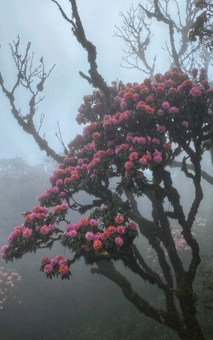 Hoa đỗ quyên khoe sắc rực rỡ tựa 'khu vườn cổ tích' trên đỉnh Putaleng Ảnh 7