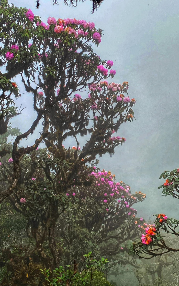 Hoa đỗ quyên khoe sắc rực rỡ tựa 'khu vườn cổ tích' trên đỉnh Putaleng Ảnh 8