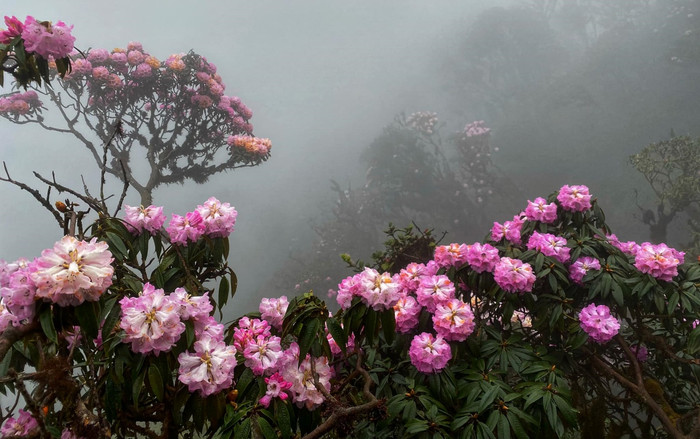 Hoa đỗ quyên khoe sắc rực rỡ tựa 'khu vườn cổ tích' trên đỉnh Putaleng Ảnh 16