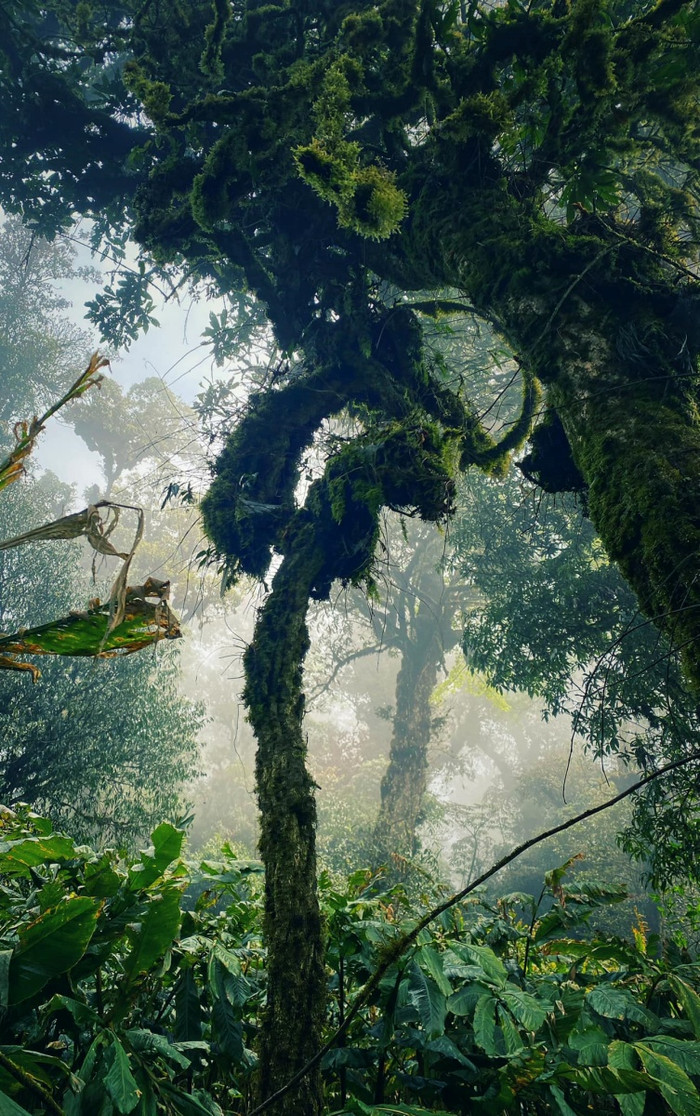 Hoa đỗ quyên khoe sắc rực rỡ tựa 'khu vườn cổ tích' trên đỉnh Putaleng Ảnh 18