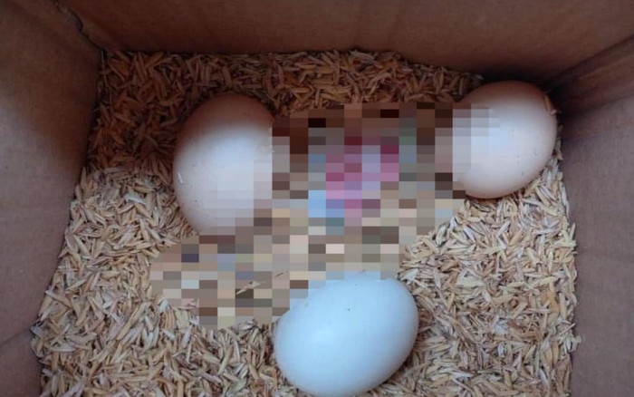 Nhận thùng trứng gà từ quê gửi lên, mắt cô gái nhòe đi khi thấy thứ này giấu bên dưới lớp trấu Ảnh 2