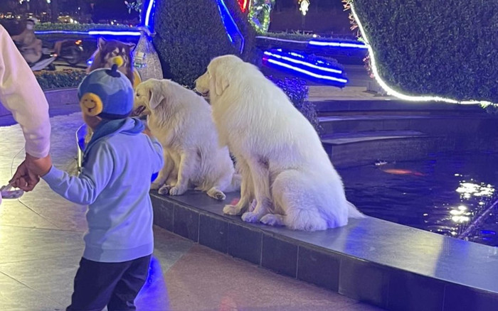 Đem chó cho du khách tại Đà Lạt chụp ảnh, chủ nhân nhận về nhiều ý kiến trái chiều Ảnh 2