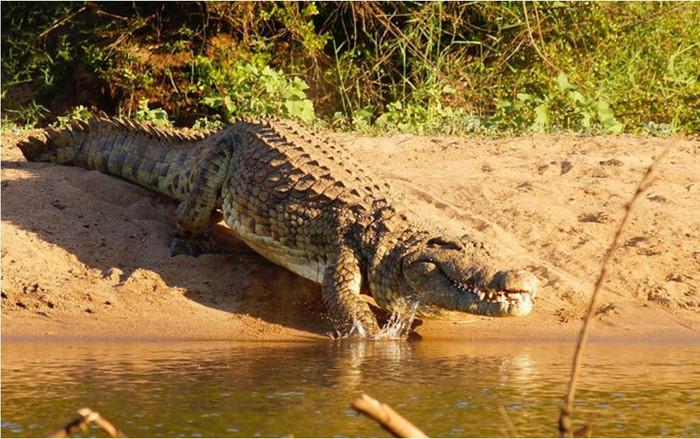 Người đàn ông sống sót sau khi bị ít nhất 3 con cá sấu 'xâu xé', phải thọc cả tay vào miệng con vật Ảnh 2
