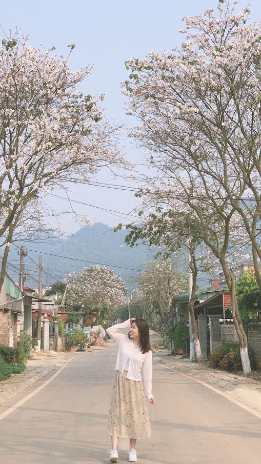 Cảnh sắc Mộc Châu khiến ai nấy đều mê mẩn 