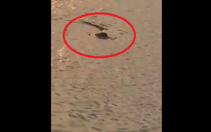 Lan truyền đoạn clip cá sấu xuất hiện ở Hồ Tây, thực hư ra sao? Ảnh 2