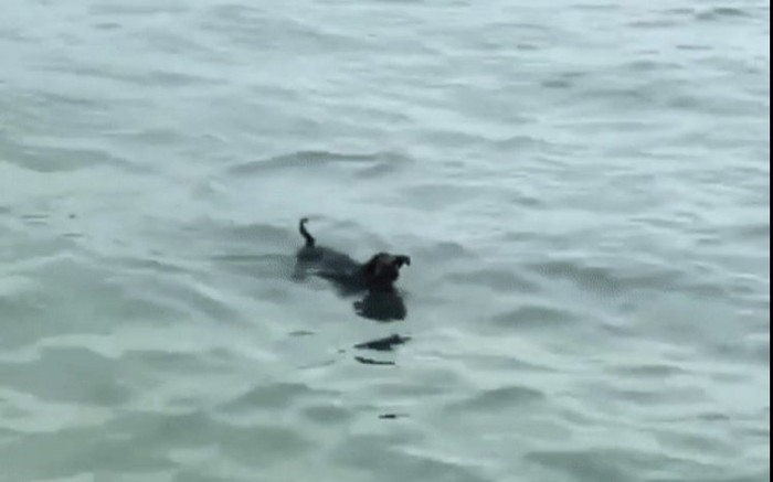 Clip: Chú chó lạc giữa vịnh Hạ Long, cố gắng tự bơi đến thuyền du khách cầu cứu Ảnh 2