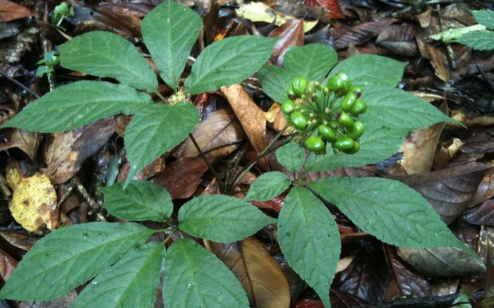 Lần đầu tiên tổ chức phiên chợ sâm Ngọc Linh ở Kon Tum Ảnh 2