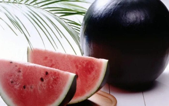 Dưa hấu Densuke có gì mà đắt nhất thế giới, giá 'khủng' có khi hơn 137 triệu đồng? Ảnh 2