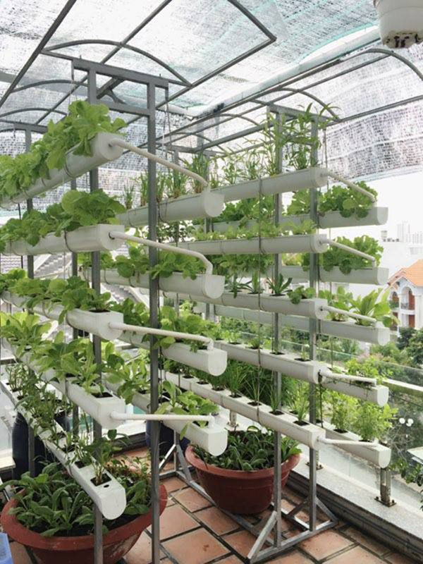 Rau được trồng trên các máng nhựa xếp tầng nên không nhiều tốn diện tích mà vẫn mang lại hiệu quả cao.