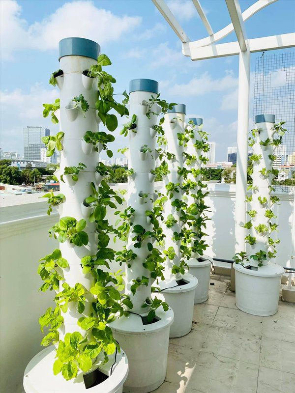 Khoảng 15, 20 phút nước được bơm tự động. Việc sử dụng hệ thống tưới nước tự động giúp cho việc tưới tiêu hợp lí hơn.