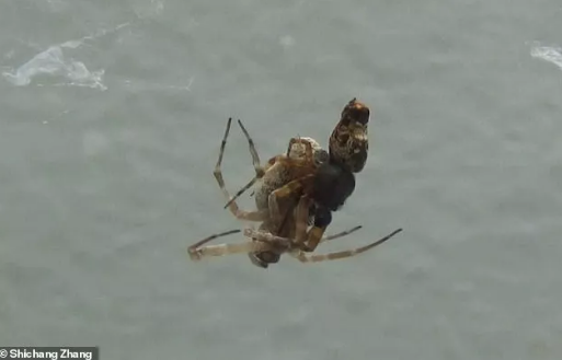 Nhện đực Philoponella có thể phóng xa 88 cm/giây để bảo toàn tính mạng trước nhện cái. Ảnh: Shichang Zhang