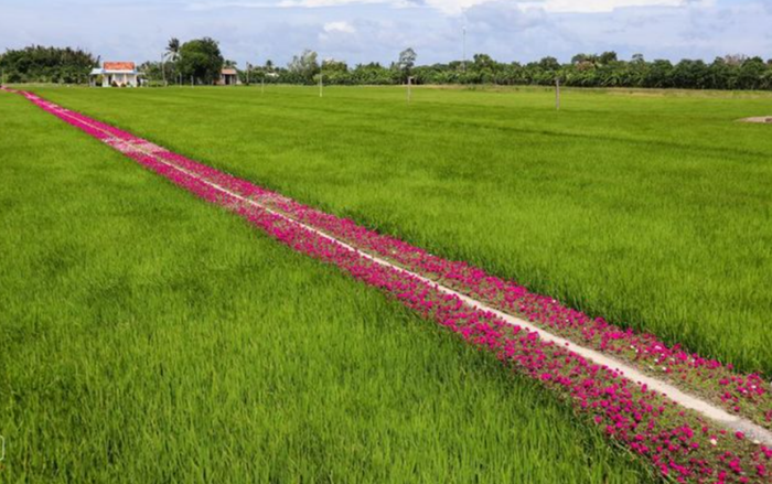 Cùng chiêm ngưỡng vẻ đẹp của con đường trải đầy hoa mười giờ: địa điểm check in cuối tuần của giới trẻ Ảnh 3