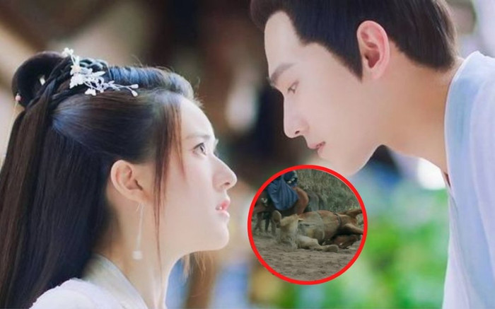 Thả Thí Thiên Hạ lại bất ngờ bị khán giả tố ngược đãi động vật Ảnh 2