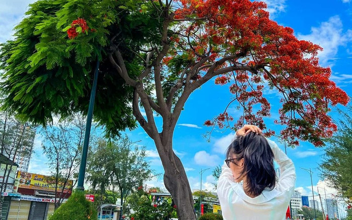 Cây phượng hot nhất ở Vũng Tàu: Nở hoa kiểu 'xanh chín' hút khách du lịch đến check-in Ảnh 2