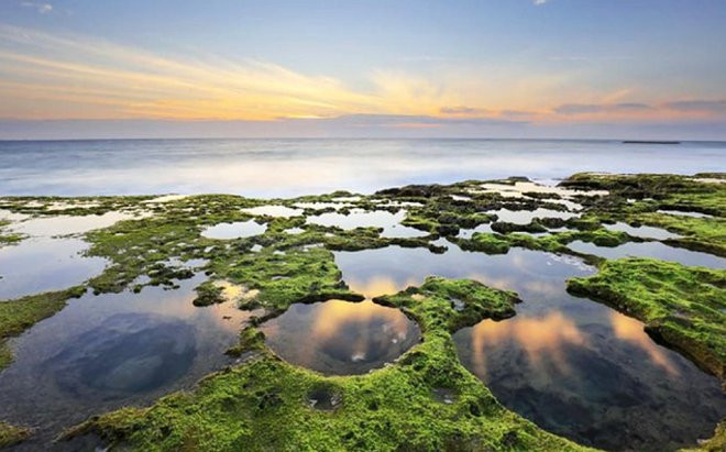 Đẹp ngỡ ngàng thảm rêu xanh ngát 'ôm sát' cung đường ven biển Ninh Thuận Ảnh 2