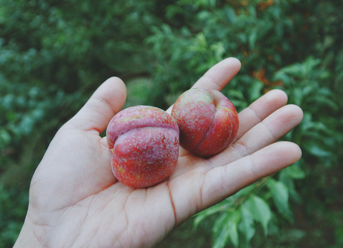 Mùa hè đến, Mộc Châu đón chào du khách bằng một mùa mận trĩu quả Ảnh 2