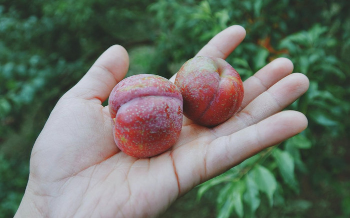 Mùa hè đến, Mộc Châu đón chào du khách bằng một mùa mận trĩu quả Ảnh 2