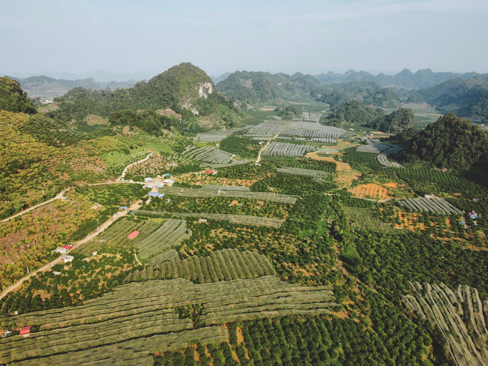 Mùa hè đến, Mộc Châu đón chào du khách bằng một mùa mận trĩu quả Ảnh 3