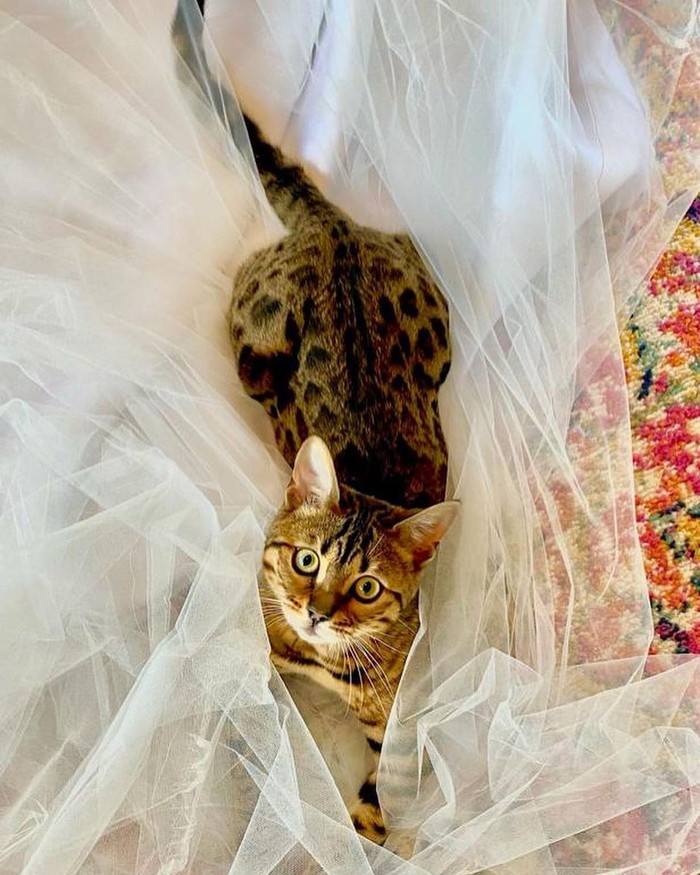 Britney Spears dường như đã lựa chọn xong váy cưới, đồng thời cô vui vẻ tiết lộ thú cưng với người hâm mộ trên trang cá nhân