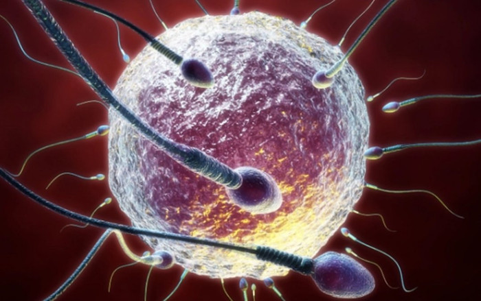 Đông lạnh mô tinh hoàn giúp nam giới ung thư bảo tồn khả năng sinh sản Ảnh 2