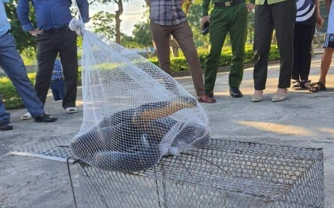Thấy rắn hổ mang chúa dài hơn 3m lang thang trong trường, học sinh và giáo viên liền có hành động gan dạ Ảnh 2