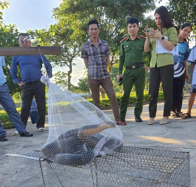 Rắn hổ mang chúa bò vào tận trường học tại xã Kỳ Sơn, Nghệ An. (Ảnh: Tiền Phong)