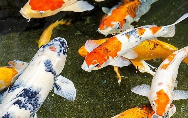 5 con vật là 'đệ tử' của Thần Tài, mang may mắn, gọi tài lộc về nhà Ảnh 2