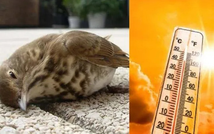 Nắng nóng kỷ lục ở Ấn Độ, chim đang bay tự rơi xuống đất chết vì kiệt sức Ảnh 2