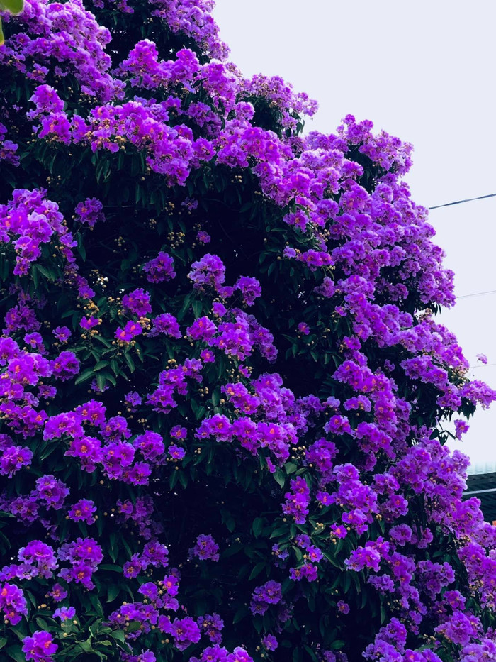 Chủ cây bằng lăng cho biết đã trồng được 15 năm. Ảnh: Phan Ngoc Son.