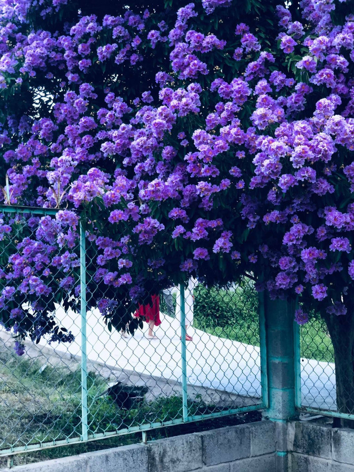 Ngất ngây với vẻ đẹp thơ mộng của cây bằng lăng khổng lồ ở Bình Thuận Ảnh 6