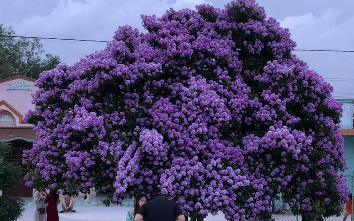 Ngất ngây với vẻ đẹp thơ mộng của cây bằng lăng khổng lồ ở Bình Thuận Ảnh 2