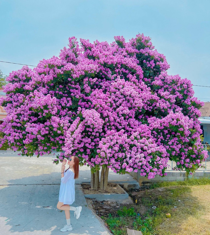 Ảnh: Nguyễn Thị Ngọc Tâm.