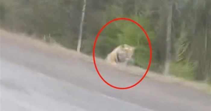 Hổ lao ra khỏi rừng rượt đuổi ô tô, tài xế phải nhấn ga bỏ chạy, cảnh tượng kịch tích hơn cả trong phim Ảnh 3