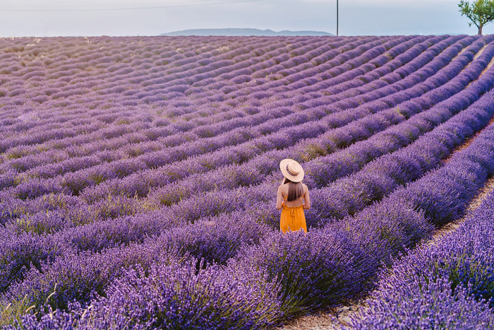 Cánh đồng hoa Lavender (vùng Provence, Pháp)