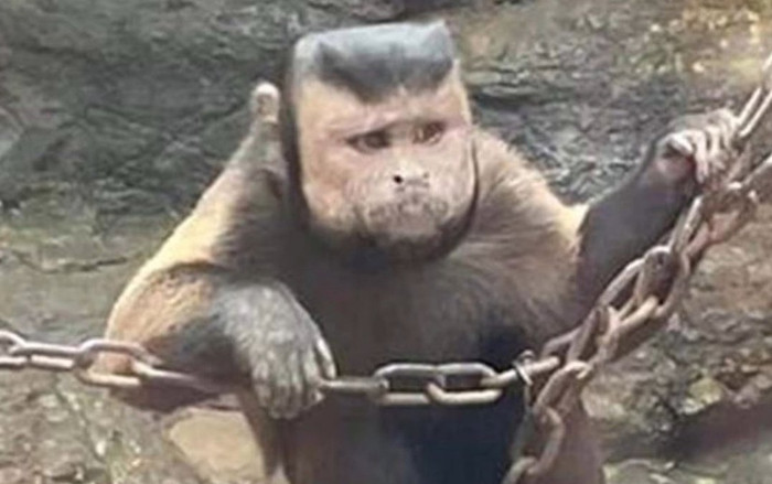 Con khỉ có mặt giống người và cái đầu hình vuông gây xôn xao Ảnh 2