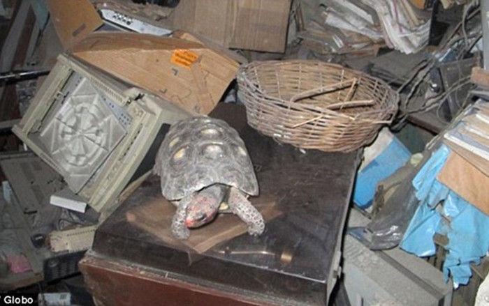 Rùa cưng bị mất tích, 30 năm sau gia đình sững sờ phát hiện còn sống ở một nơi không ngờ Ảnh 2