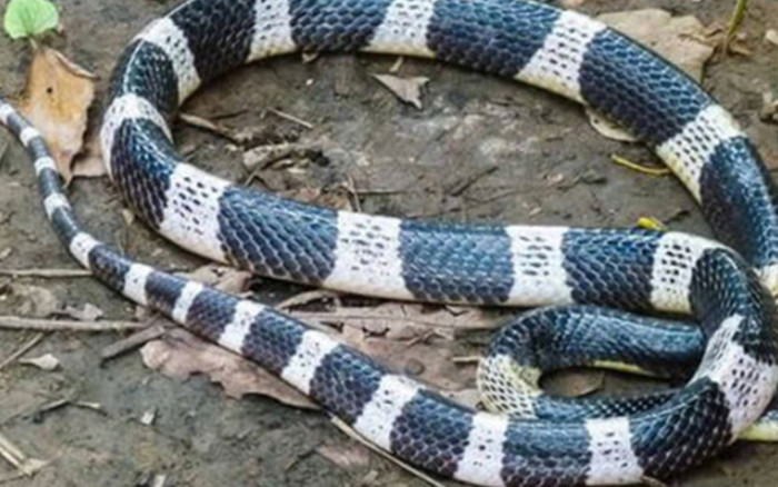 Bé gái bị rắn cạp nia cắn khi đang ngủ, tiên lượng xấu Ảnh 2